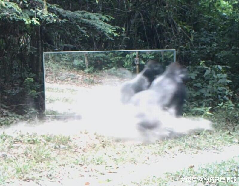 银背大猩猩照镜子 反应超剧烈 网友: 杀马特的水泥舞?