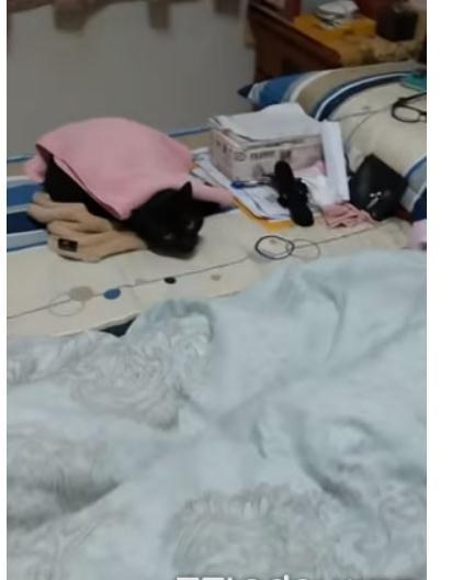 下令猫只准待房间的奶奶半年后被它收服, 躺一起还帮猫咪盖被被