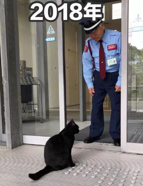 2017年这只黑猫来观展却被赶了出来, 今年它竟又带了只橘猫!