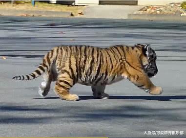 虎宝宝在饲养员怀里撒娇, 丝毫没有猛兽风范! 网友: 虎中柯基?