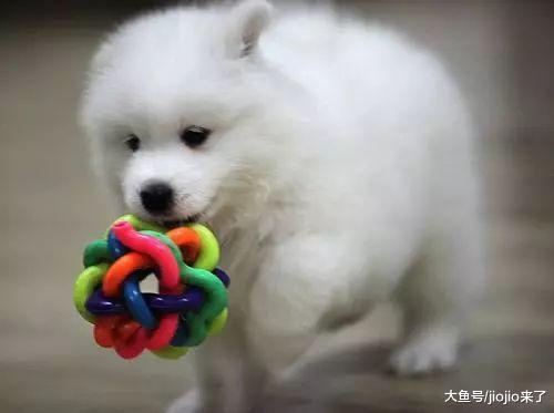 小奶狗最易患上这些疾病, 做好预防是关键!