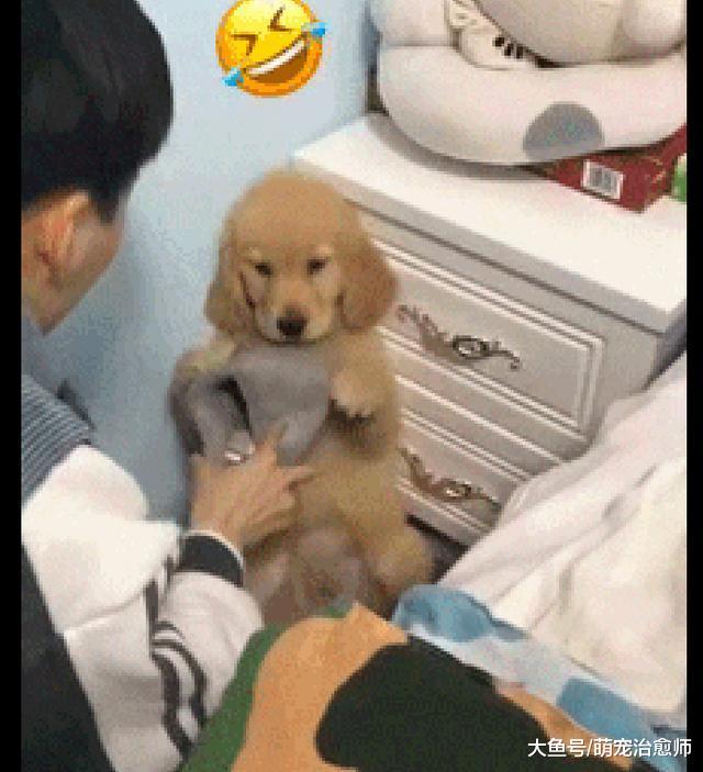 主人惩罚犯错的小金毛, 它低着头一副委屈巴巴的表情: 下次不敢啦