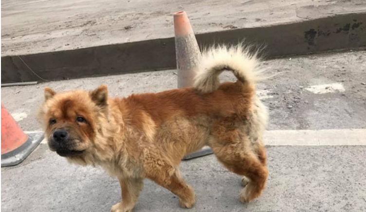 暖女救松狮犬忍痛被咬, 走失半个月后见到爸爸时秒扑怀里撒娇