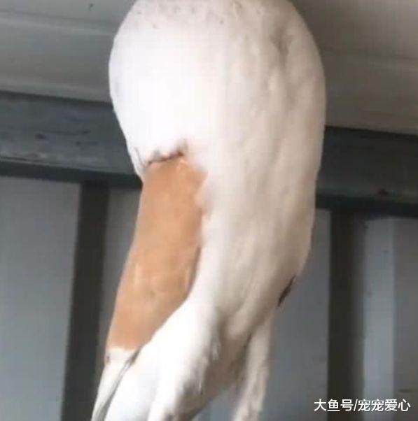 男子去阁楼拿东西, 发现里面多了两团“棉花糖”, 细看后乐了