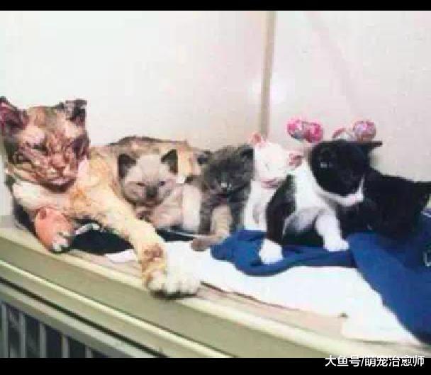 小猫在火场里被困, 猫妈不顾一切冲进去被烧成重伤, 伟大的母爱!