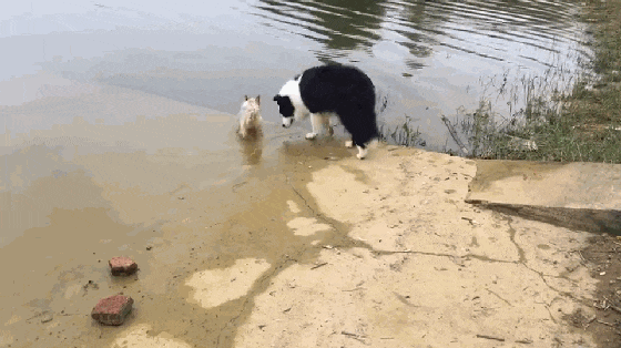 小狗误坠街边河道, 眼瞅就要力气尽失, 两位好心人的举动暖心了…