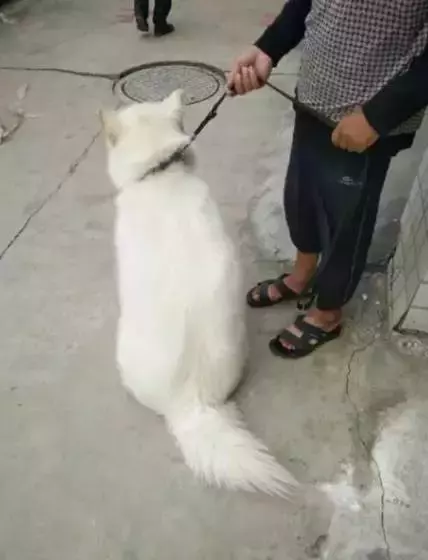 主人帮助狗狗减肥, 结果自己瘦了? 这是什么秘方?