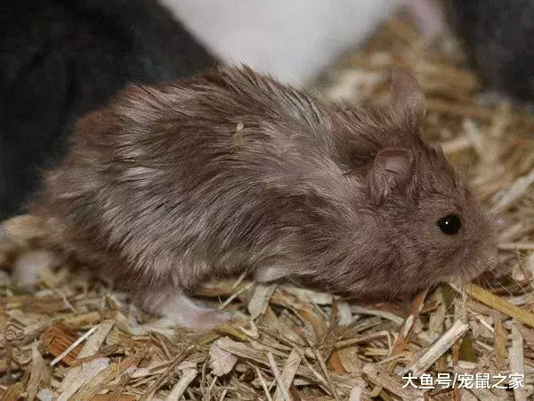 一文带你走进仓鼠世界: 仓鼠种类之坎贝尔仓鼠