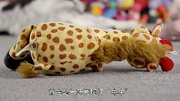 狗狗能记住多少个单词? 它们的聪明你想象不到!