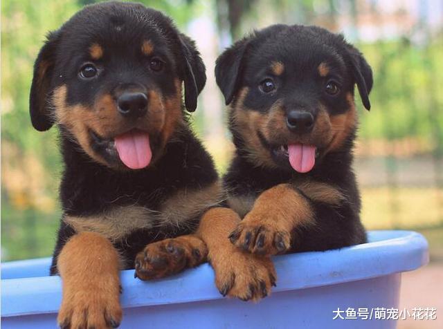 说罗威纳犬难养的, 却不知道有这些好处, 养了没后悔过!