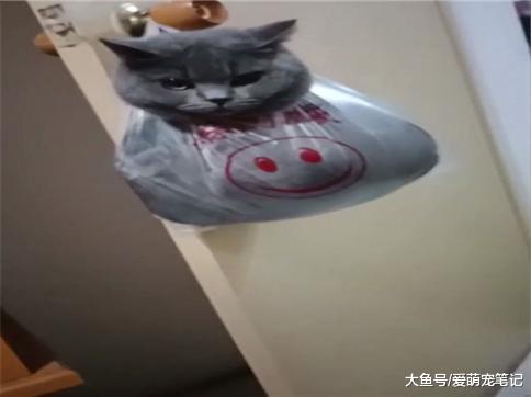 蓝猫犯错后, 就把它装进塑料袋挂在门上, 猫: 生活还是对我下手了