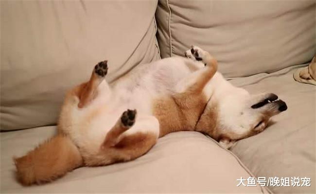 让柴犬拿碗吃饭, 没成想它躺在碗旁睡着了, 宠主见后懵了