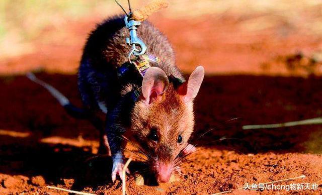 世界上最大的老鼠, 受当地人尊重被誉为英雄鼠, 每年拯救千条生命