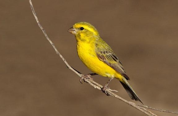 地球上10大最受欢迎的宠物鸟, 百灵鸟榜首, 八哥第六, 你养了吗?