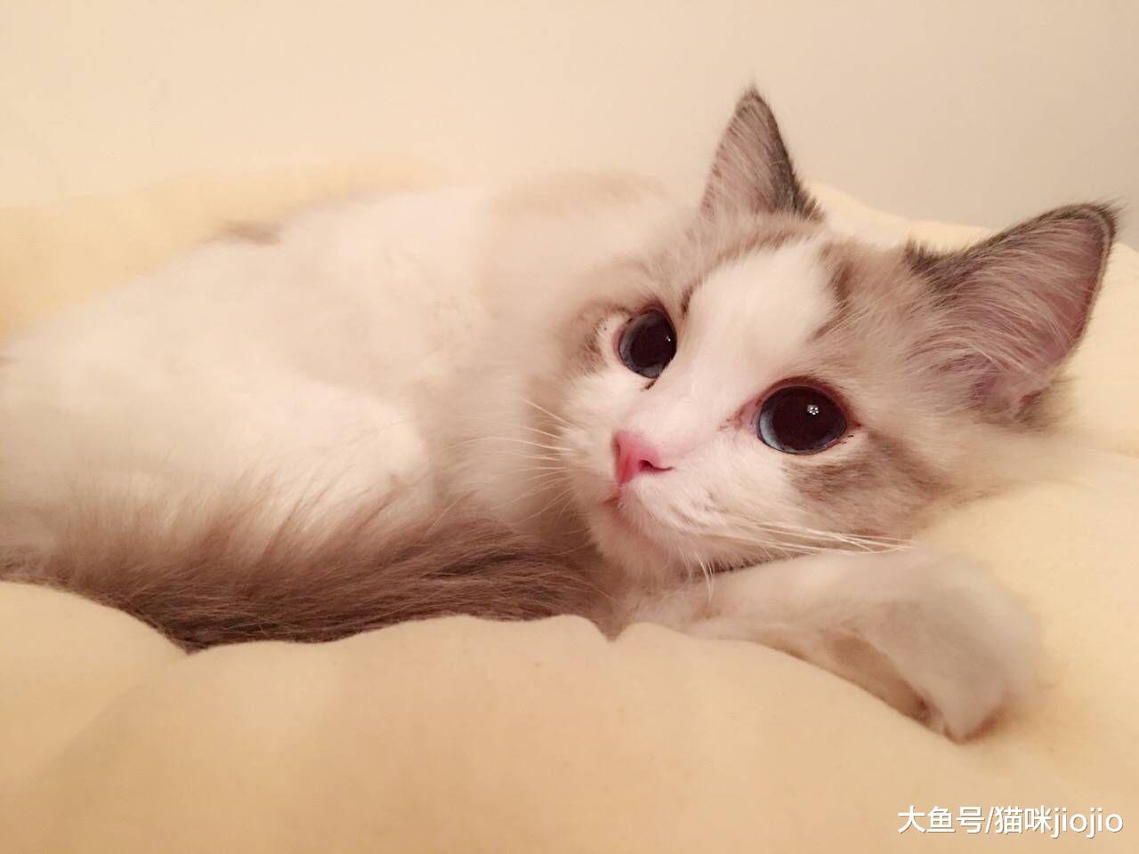 以为养猫很幸福, 谁想是噩梦的开始! 这3种原因一直导致猫咪咬人