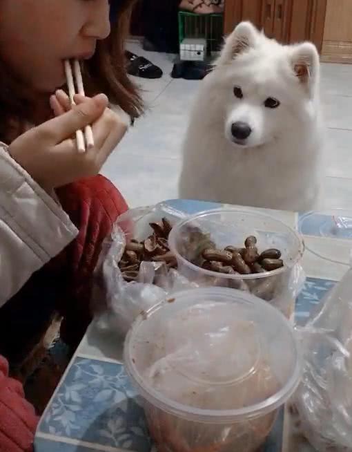 萨摩盯着主人吃东西, 歪头的样子惹笑众人, 汪: 你确定不给我吃吗