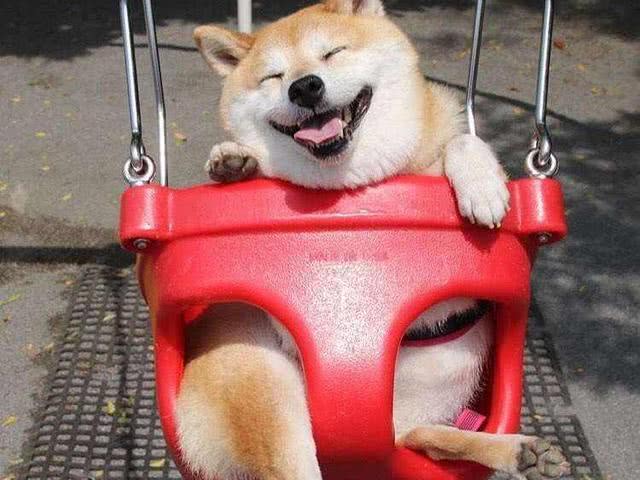 魔镜魔镜, 谁是世界上最受欢迎的狗狗! 你们家的狗狗上榜了吗?