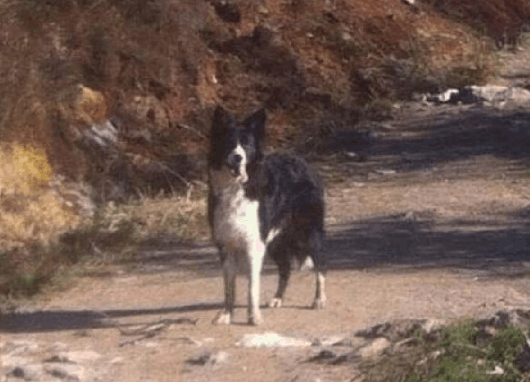 灾难面前, 主人丢下狗狗逃窜, 再见时: 狗狗守在原地, 已经僵硬!