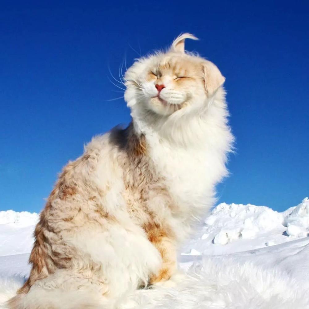 家有缅因猫, 如有一只宝