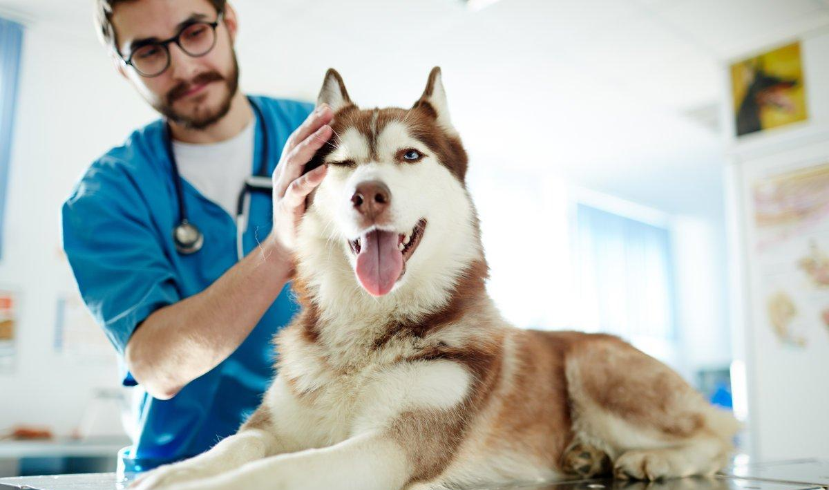 阿拉斯加成为网红狗后, 受到不少人喜爱, 那阿拉斯加究竟好养吗?