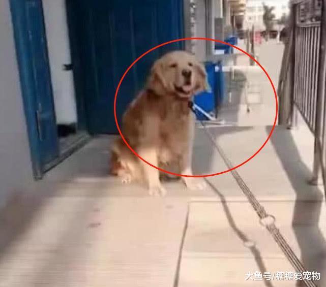 主人让金毛看着二哈, 特地把它俩拴在一起, 金毛: 傻狗, 你别乱动