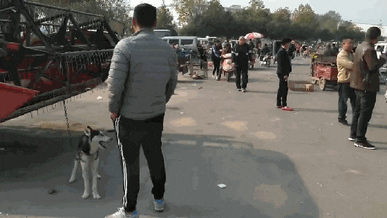 哈士奇拆家犯二, 被主人牵去狗市贩卖, 二哈站在主人跟前满眼深情