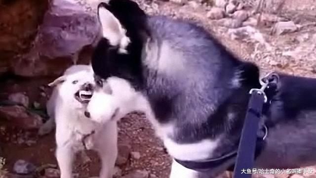 发现一只小流浪狗, 正好带回去给二哈做个伴, 哪知道二哈这么怂