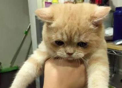 主人兴冲冲带橘猫去绝育, 医生却愁哭: 这不是猫, 是大爷