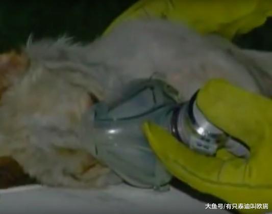 狗狗在火场里奄奄一息「死都不肯走」, 消防员把他抱起来后都动容了!
