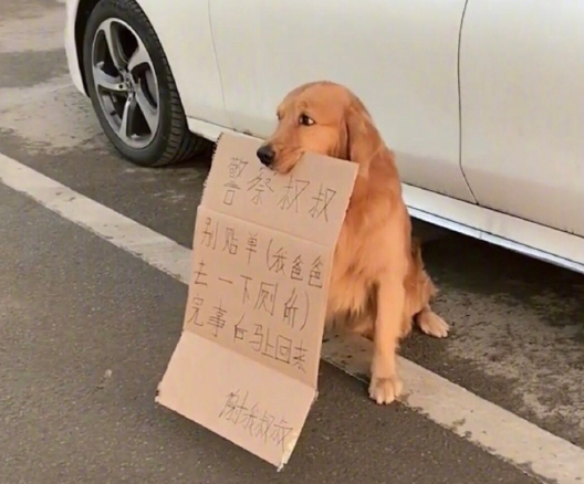 金毛: 警察叔叔别贴条, 我主人马上回来