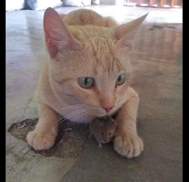 猫抓了一只老鼠, 不吃反而把它当宠物! 猫: 感动吗? 鼠: 不敢动!