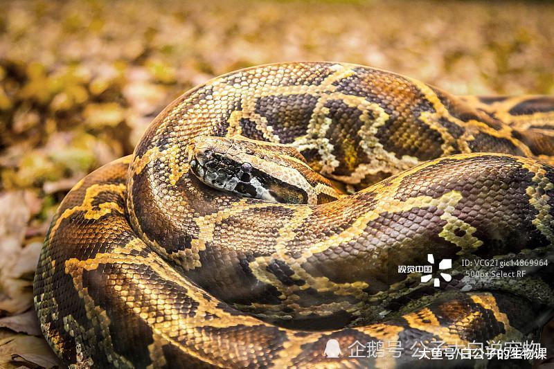 滑溜溜的蟒蛇原来是这样啪啪啪的? 它们是这样追老婆的啊