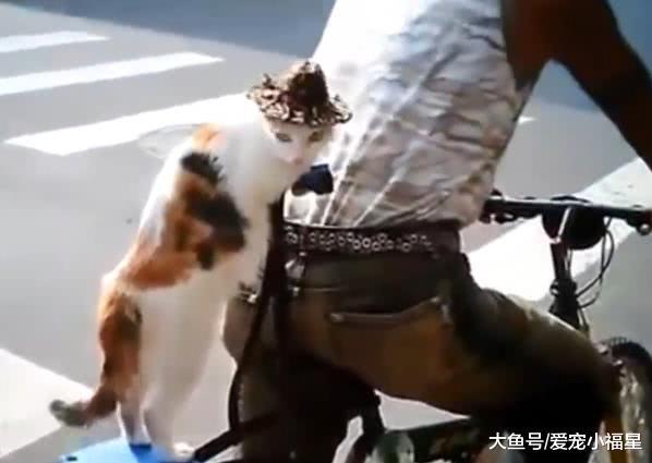 主人自从爱上骑自行车之后, 自家猫咪出门都不用带腿了!