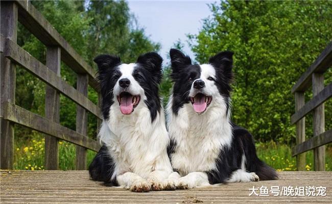 5种最听话的狗狗, 泰迪上榜, 松狮在内, 第五种很聪明