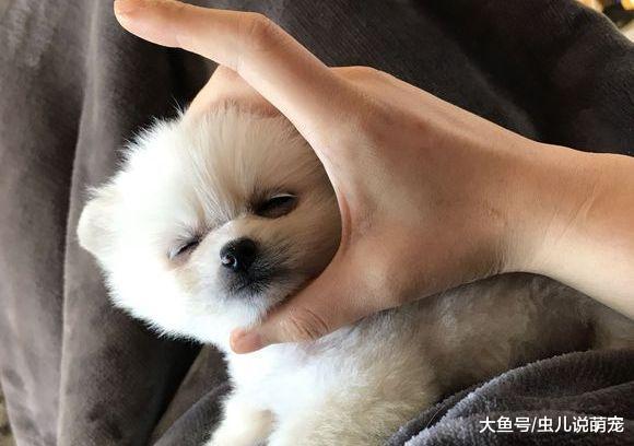网友和博美一起玩儿, 把手放到博美嘴里, 狗狗: 把手拿出去!