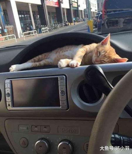 小猫第一次坐车, 前一秒吓得瞳孔放大, 后一秒主人笑喷: 真会享受