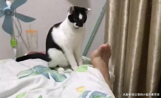 主人伸出脚丫要和猫咪击掌, 猫咪犹豫了半天才放上去, 猫生不易啊