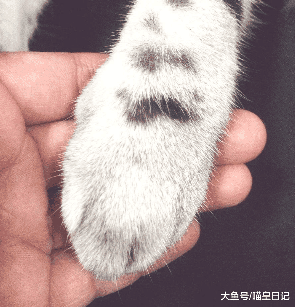 猫为什么不允许你把手放在它的爪子上? 喵星人: 这是地位的象征