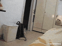 求助: 我家猫咪最近总有些奇怪的行为! 网友: 狗养大的都这样!