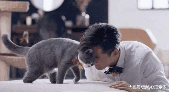 橘猫霸占车座, 小哥刚想下手温柔撸一把, 抬头瞬间: 打扰了