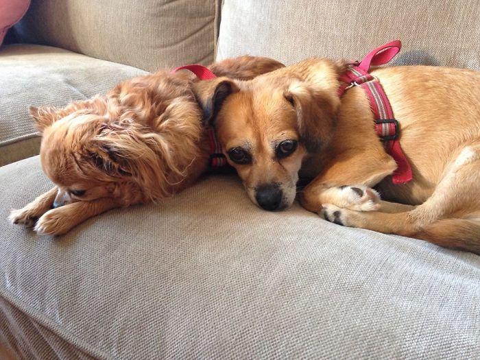 我的狗在她11岁生日时离开了, 这是她一生的故事, 再见我的伴侣!