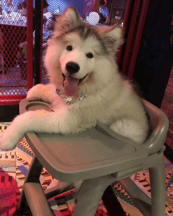 阿拉斯加闯祸后不只会卖蠢萌, 还收小弟给他背黑锅