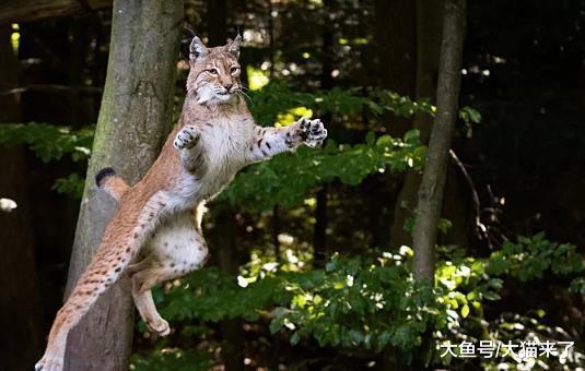 这种会帮人狩猎的猫科动物天生4条大粗腿, 古人称其为“草上飞”