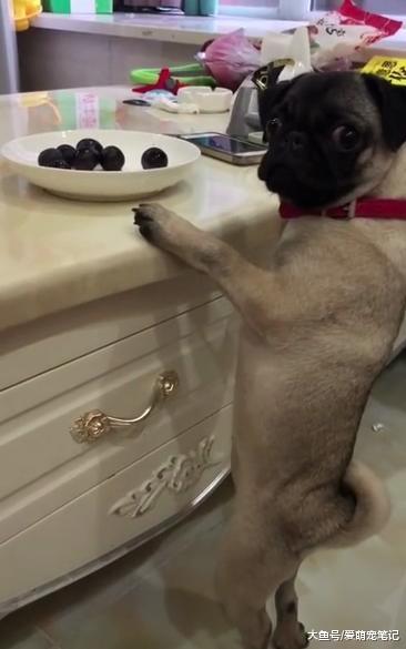 巴哥偷吃葡萄被逮个正着, 依然在挨打的边缘疯狂试探, 眼神好可爱