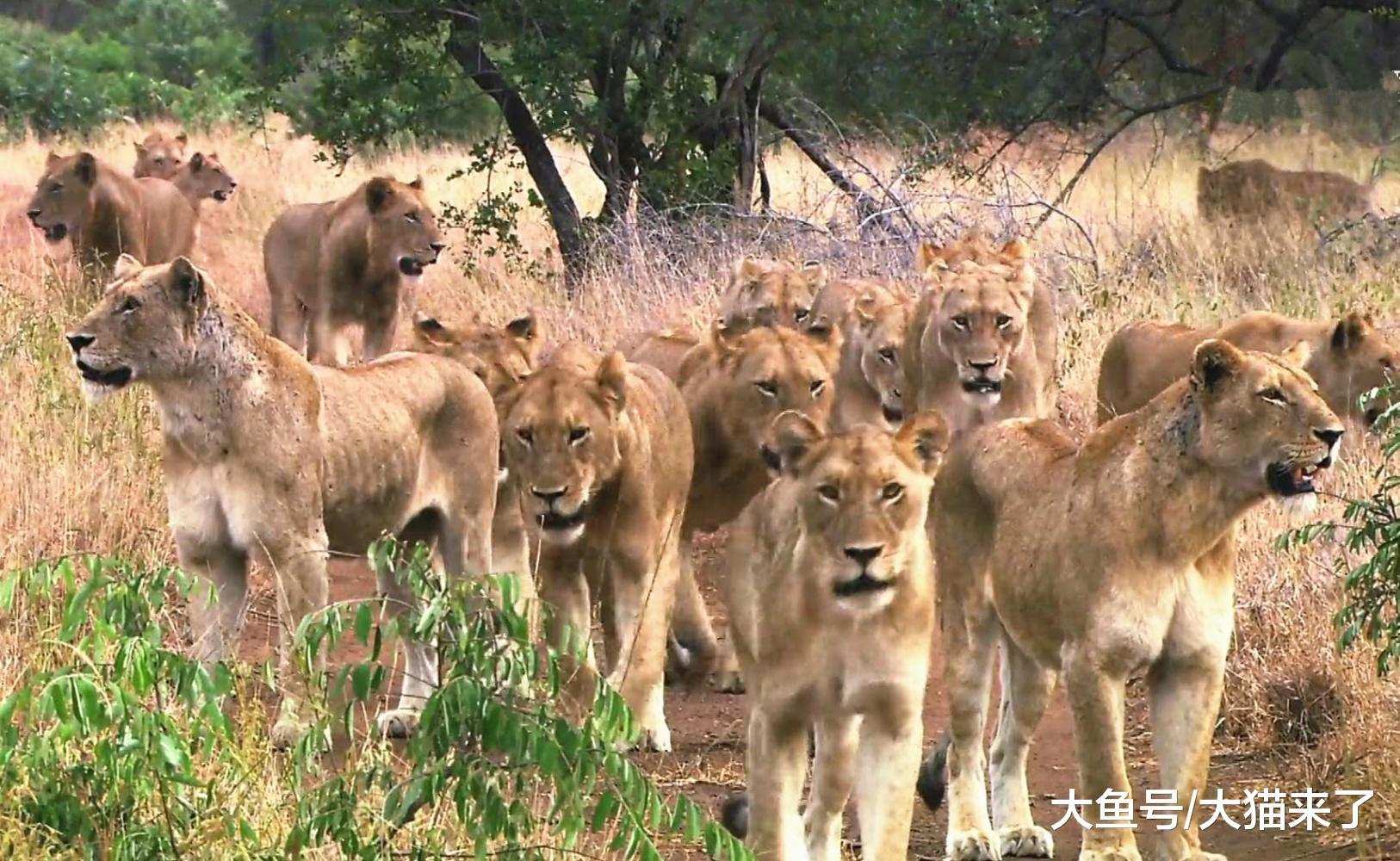 9个儿子不争气, 导致狮群6天没捕到猎物, 母狮们无奈向狮王求救