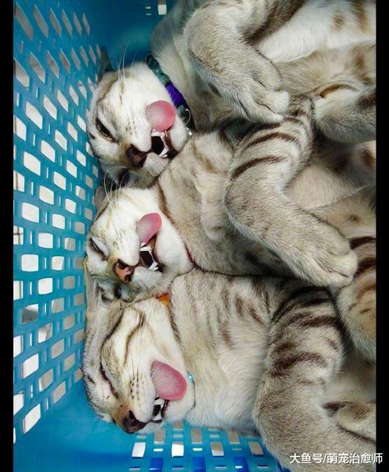 网友带三只猫去做绝育, 术后它们的姿势一模一样, 克隆出来的吗?