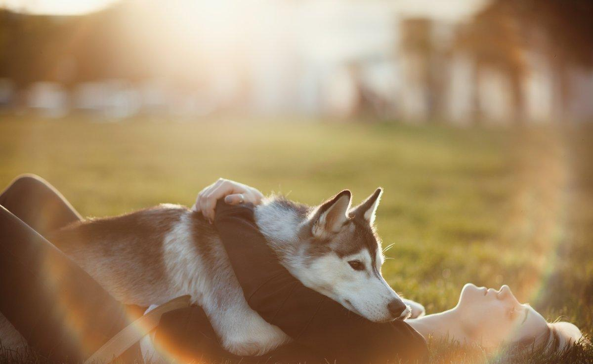 阿拉斯加成为网红狗后, 受到不少人喜爱, 那阿拉斯加究竟好养吗?