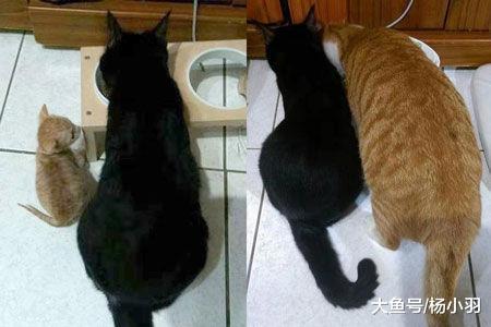 家有一只超凶的猫咪, 网友担心新来的小橘猫受欺负, 可半年后……