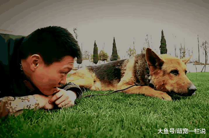 伟大的搜救犬——小虎, 曾在汶川大地震中定位了209名被困者