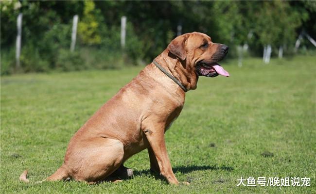 5种狗打架最厉害, 德牧上榜, 第二种打架能让它亢奋